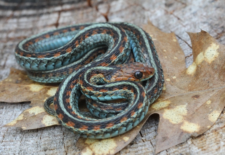 California Red-sided Garter Snake